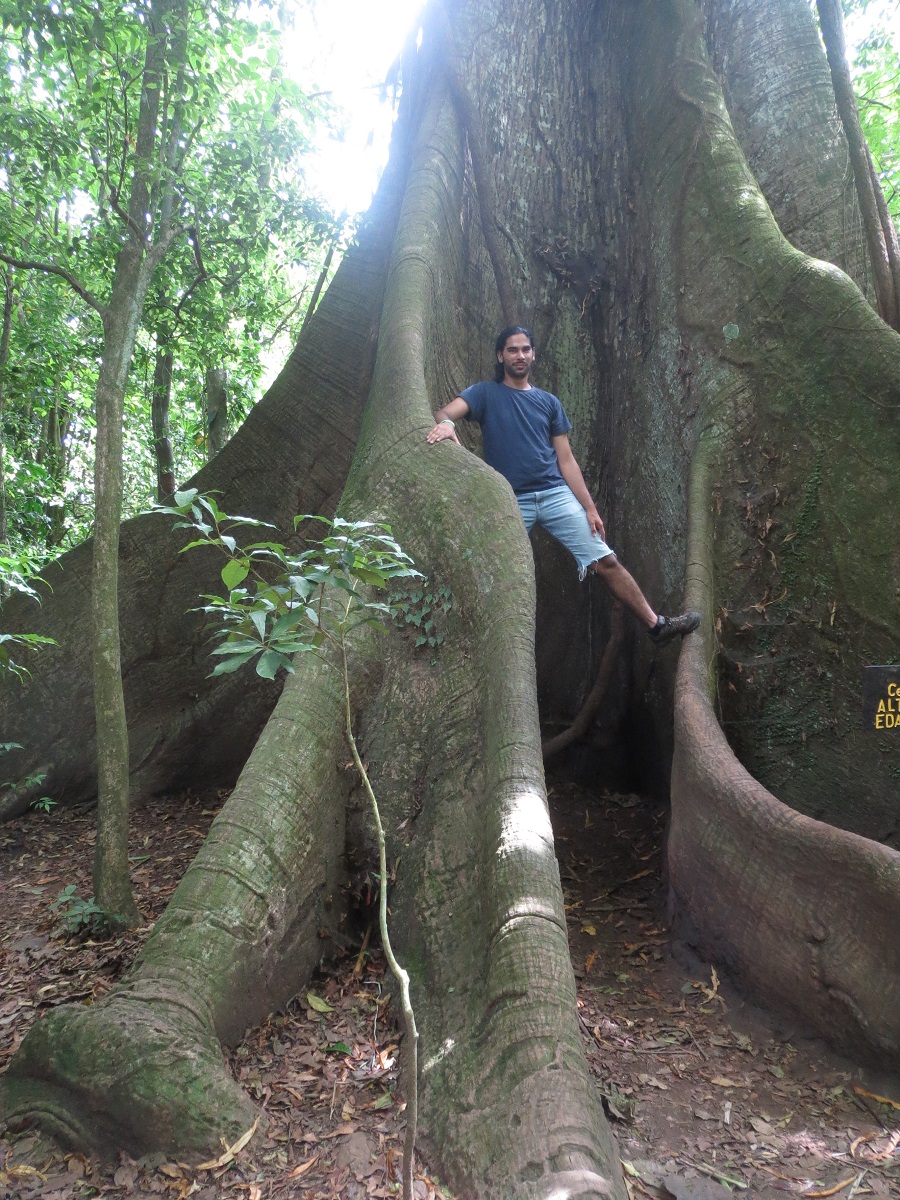 AKD & silkcotton tree