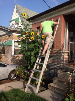 tying up the sunflowers