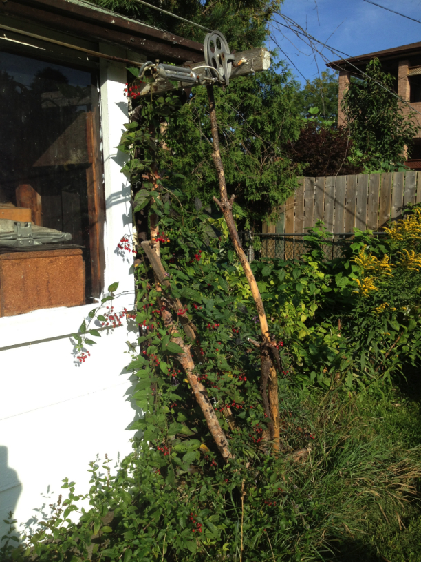 Solanum dulcamara and the newly painted garage