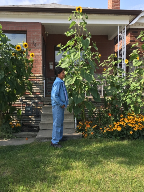 Sunflowers in midsummer