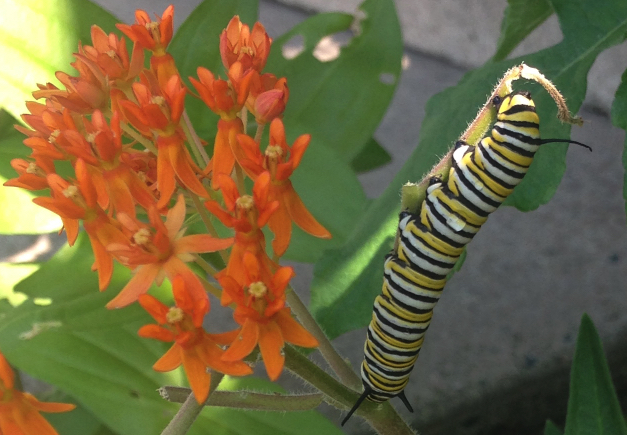 Monarch larvae on butterfly weed Monarch larvae on butterfly weed