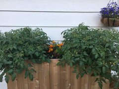 Monster tomato plants!