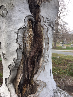 Mt. Auburn Cemetary, near John's grave