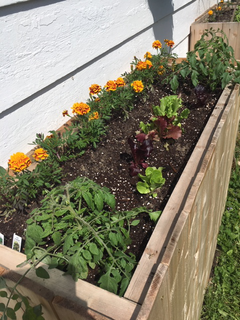 Young tomato plants, not yet monstrous