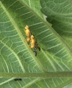 Tephritid (?) flies