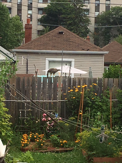 Young red-tail caught a rat!