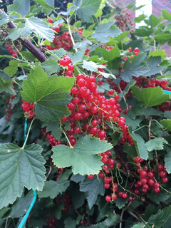 Red currants