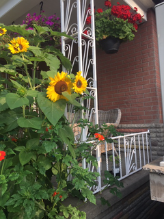 Helianthus and Tithonia