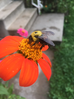Tithonia and bumblebee