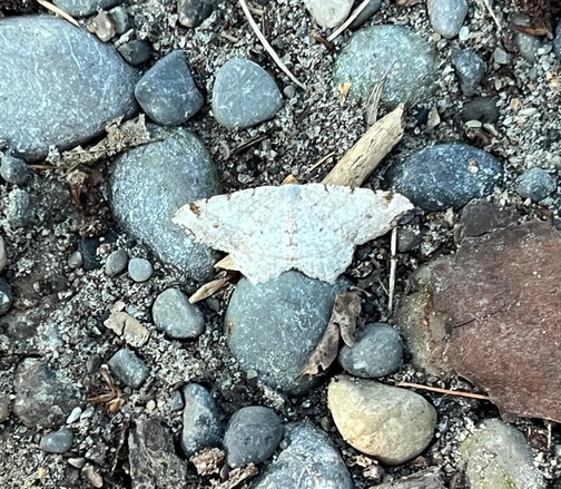 Geometrid moth (Macaria sp.) on the path. The genus name, meaning "blessed," is also that of a daughter of Persephone and Hades, and of Deianira and Heracles. 