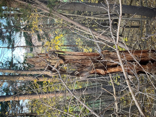 View NE from Eesti Kodu, into the woods above Highland Creek.