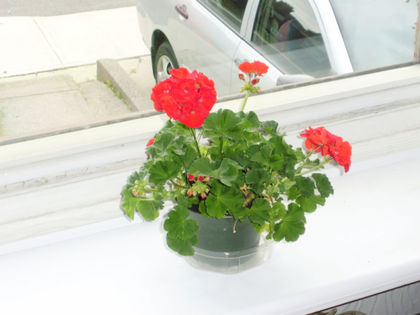 Geranium on new shelf.