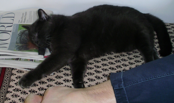 Cat (and man's foot)